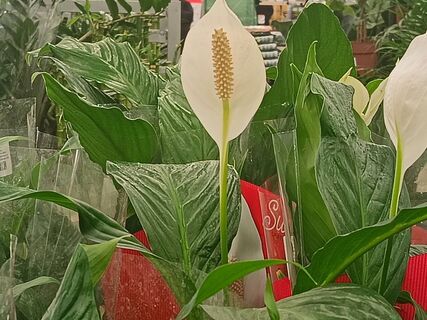 Не отходы, а золото: разбавили 1:3 — и спатифиллум не узнать, белые паруса цветов лезут без остановки