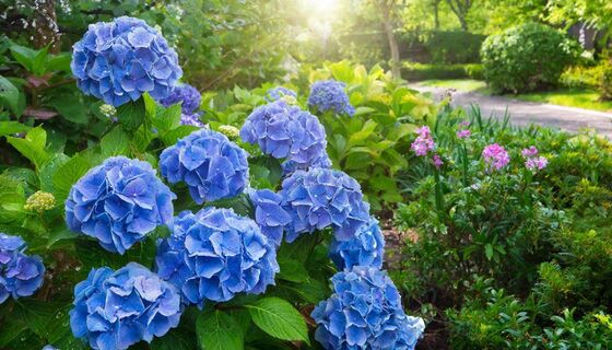 Сосед раскрыл секрет: одна проверка — и гортензия цветёт до заморозков