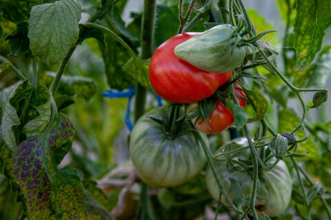 Рекорд подо льдами: как российские полярники на станции «Восток» устроили огород мечты в антарктической стуже