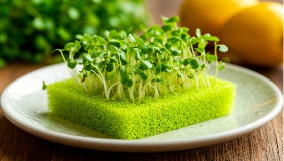 Проращиваю перец в губке - получаю 99% всхожесть семян: рассада премиум-класса за 5 шагов