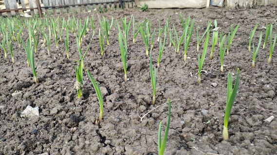 Чесноку после 8 апреля - обязательно: 40 г на ведро воды - и головки крупнее грейпфрута, мощный старт роста 