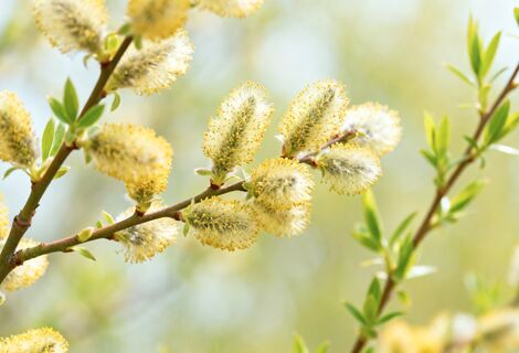 Народные приметы на 22 марта - день "Сороки": что укажет на холодное и дождливое лето в 2026 году