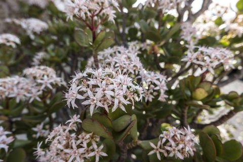 Толстянке в марте - обязательно: 1 таблетка в воду - и крассула выпустит нежное облако соцветий