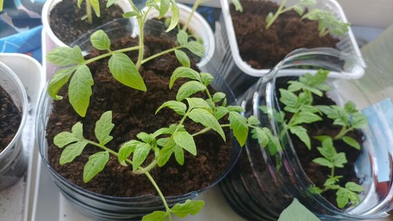Хилая рассада превратилась в мощных крепышей: 1 таблетка — кусты прут без остановки, крепкие и здоровые