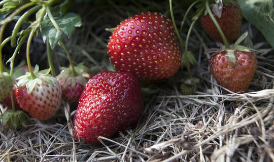 Петербургский урожай ягод: как подкормить клубнику и голубику 