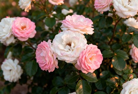 Подмерзшей розе - прежде всего: "реанимация" королевы клумбы - после такого зацветет пуще прежнего