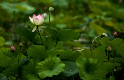 Чудо природы по расписанию: 4 завораживающих зрелища, которые в России бывают лишь раз в году