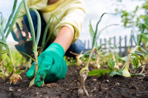 Рассыпал по грядкам — глина превратилась в чернозем: грошовая замена вонючему навозу — урожая потом в 3 раза больше