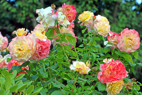 Городовой ру