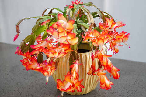 Мои декабристы цветут полгода: сыплю 2 щепотки под корень — и растение взрывается цветами