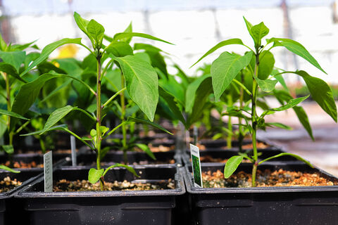 Городовой ру