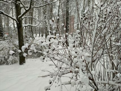 Опасный лес: приозерские спасатели вызволили из снежного плена лыжницу 