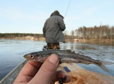 В Ленобласти пошла корюшка: где клюет и как наловить побольше