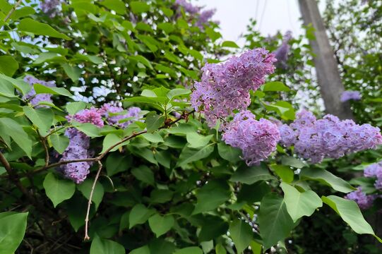 Аномально теплый март, капризный апрель и май в куртках: какой будет весна в Петербурге