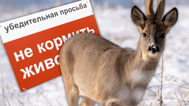 Ручная косуля в деревне под Петербургом: почему экологи бьют тревогу