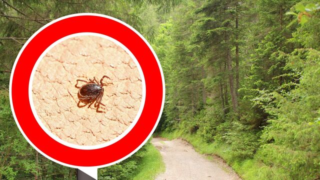 В СССР о такой напасти не знали: почему раньше клещей не было, а сейчас они повсюду