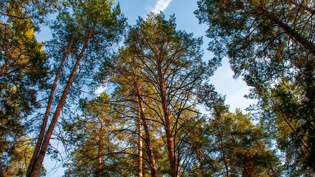 Природные сокровища под Петербургом: где отдохнуть душой и телом от городской суеты