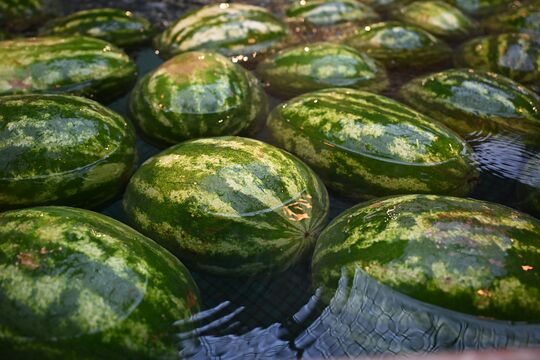 От Гражданки до Купчино: почему арбузы в Петербурге подешевели с июня, но стоят дороже, чем по России