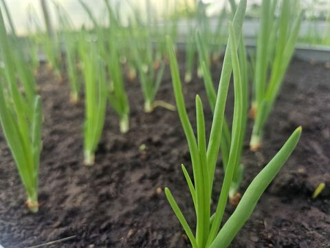 При обнаружении луковой мухи – срочно: готовим убойное средство для вредных насекомых – ни одна «гадина» не выживет