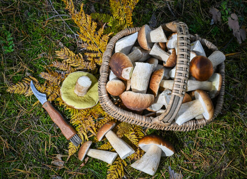 Любителям "тихой охоты" посвящается: названы самые грибные места Карелии - с пустыми корзинами точно не вернетесь