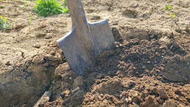 200 г в грунт – и даже бетонная почва станет мягче пуха: урожайность зашкаливает