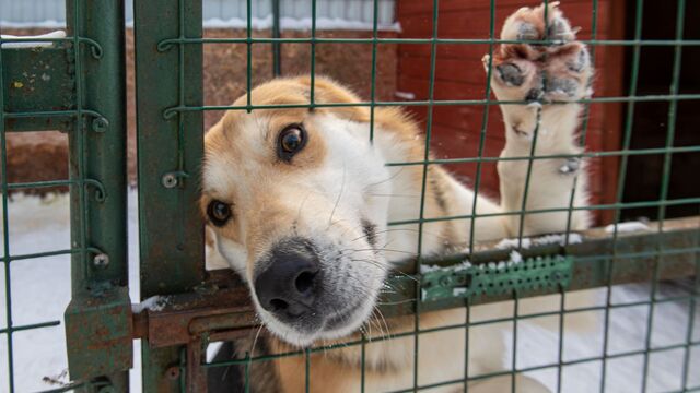 Снова останутся без дома: приют для собак в Петербурге снесут ради строительства моста через Неву