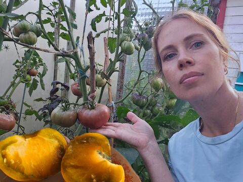 «Бычье сердце» – в далеком прошлом: в сезоне 2026 в полном восторге от этого экзота – необычный цвет и медовый вкус
