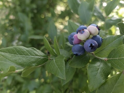 Секреты выращивания голубики и гортензии на нейтральной почве: агроном Давыдова дала совет – кусты будут мощнее баобаба