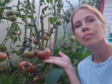 Скупаю семена этих томатов уже в сентябре: особый сорт с другой планеты — здоровые плоды без фитофторы