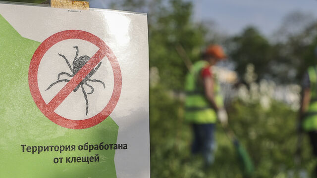 Клещи атакуют: в каких районах Петербурга горожане пострадали от паразитов