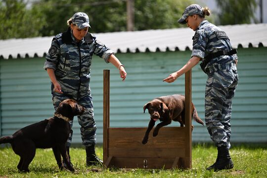 Четвероногие солдаты войны: как собаки, коты и крысы помогали выиграть Красной армии