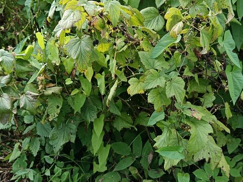 В сентябре сыплю под смородину муку - ягоды вырастают в два раза крупнее