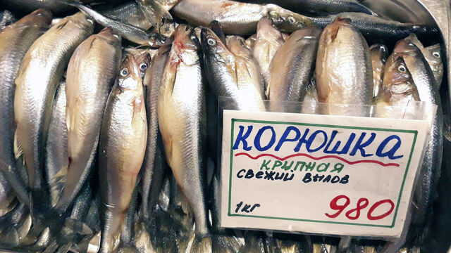 Корюшка дороже золота: сказка обернулась кошмаром — цены в Петербурге бьют все рекорды