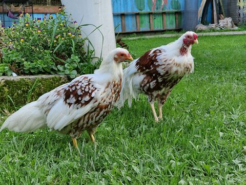 Лучший корм – даром: опытные птицеводы летом дают курам эти сорняки – и яйца получают пачками