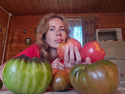 За урожай не переживаю – отправляю томаты на дозаривание: плоды слаще меда и без всякой гнили – советы агронома Ксении Давыдовой