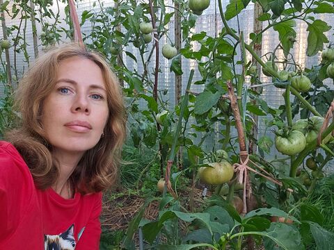 Фитофтора на томатах: что делать, если растения уже заболели – советы агронома Ксении Давыдовой