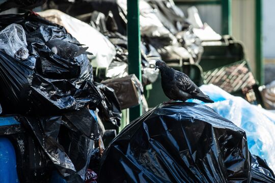 31 тонна шин и 54 куба речного мусора: Петербург провел большую генеральную уборку