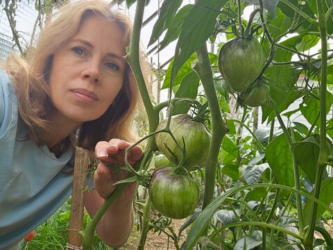 Не «Санька» и не «Бычье сердце»: в 2026 году фаворитом стал другой сорт – урожайность 20 кг, плоды мясистее мяса