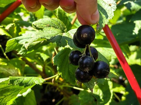 До 30 сентября - обязательно: 1 стакан под куст - и смородина крупная, свисает гроздями, как виноград