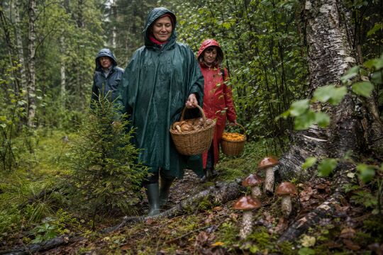 Червей сменили слизни, а лисички — «шоколадки»: что сейчас творится в лесах под Петербургом