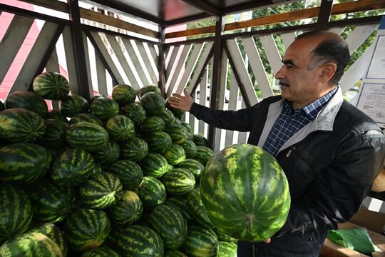 Сухой хвостик, оранжевый бок и никаких «пирамидок»: петербуржцам рассказали, как правильно выбирать арбузы