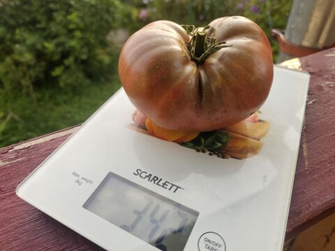 Не томат, а хит сезона 2026: плоды крупные, а вкусу завидует рахат-лукум – опыт выращивания агронома Давыдовой