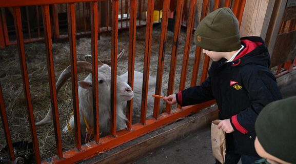 Подоить козу, сварить сыр и обнять кролика: как устроить себе полную перезагрузку на экофермах под Петербургом