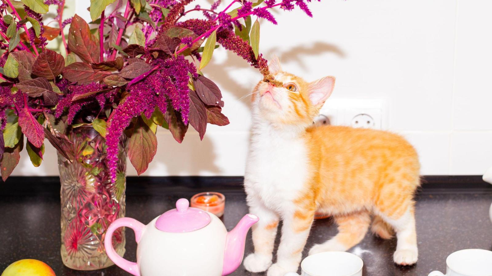 Коты перестанут атаковать растения моментально: проверенные методы - image 1