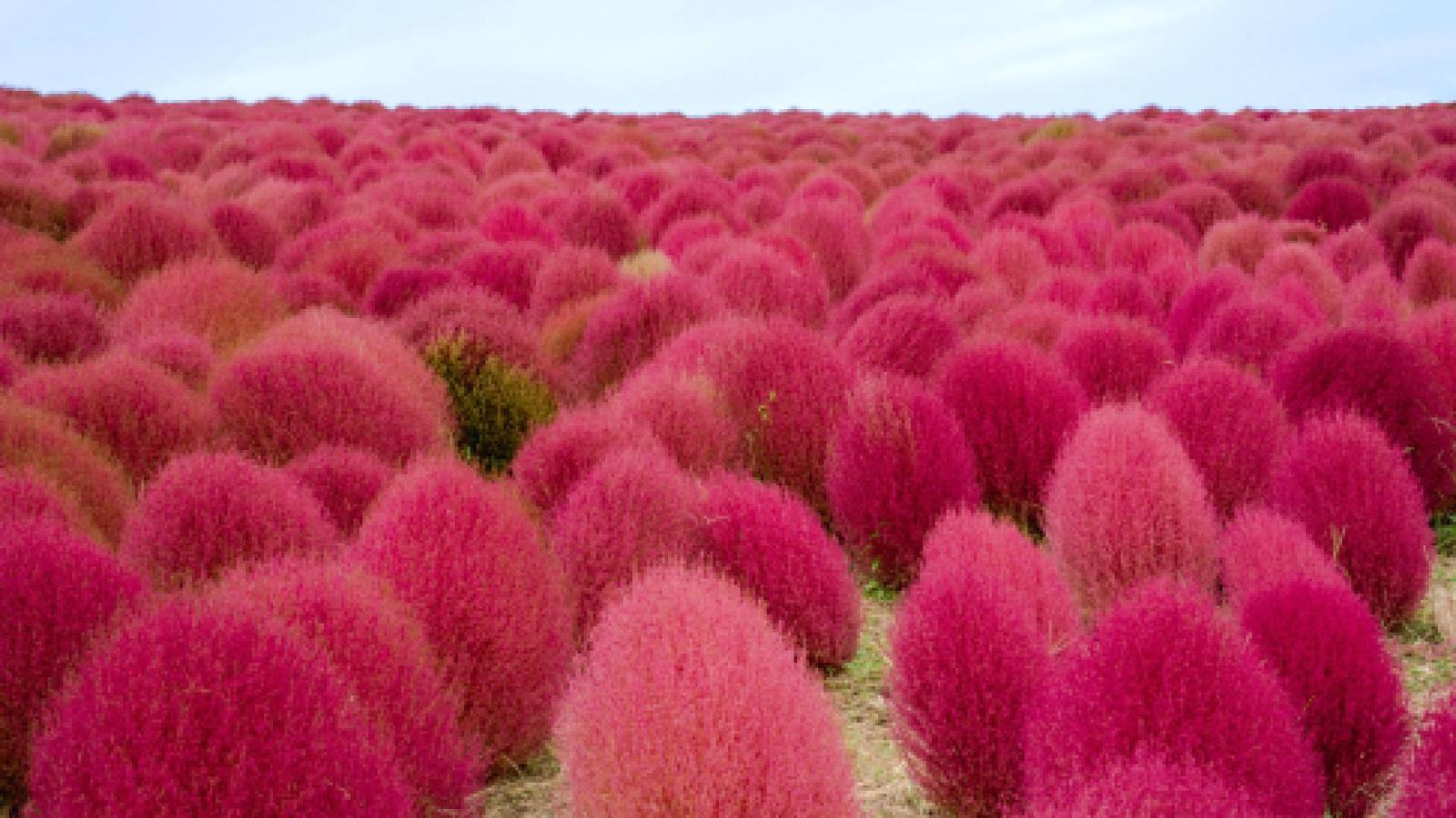 Kochia californica в пустыне