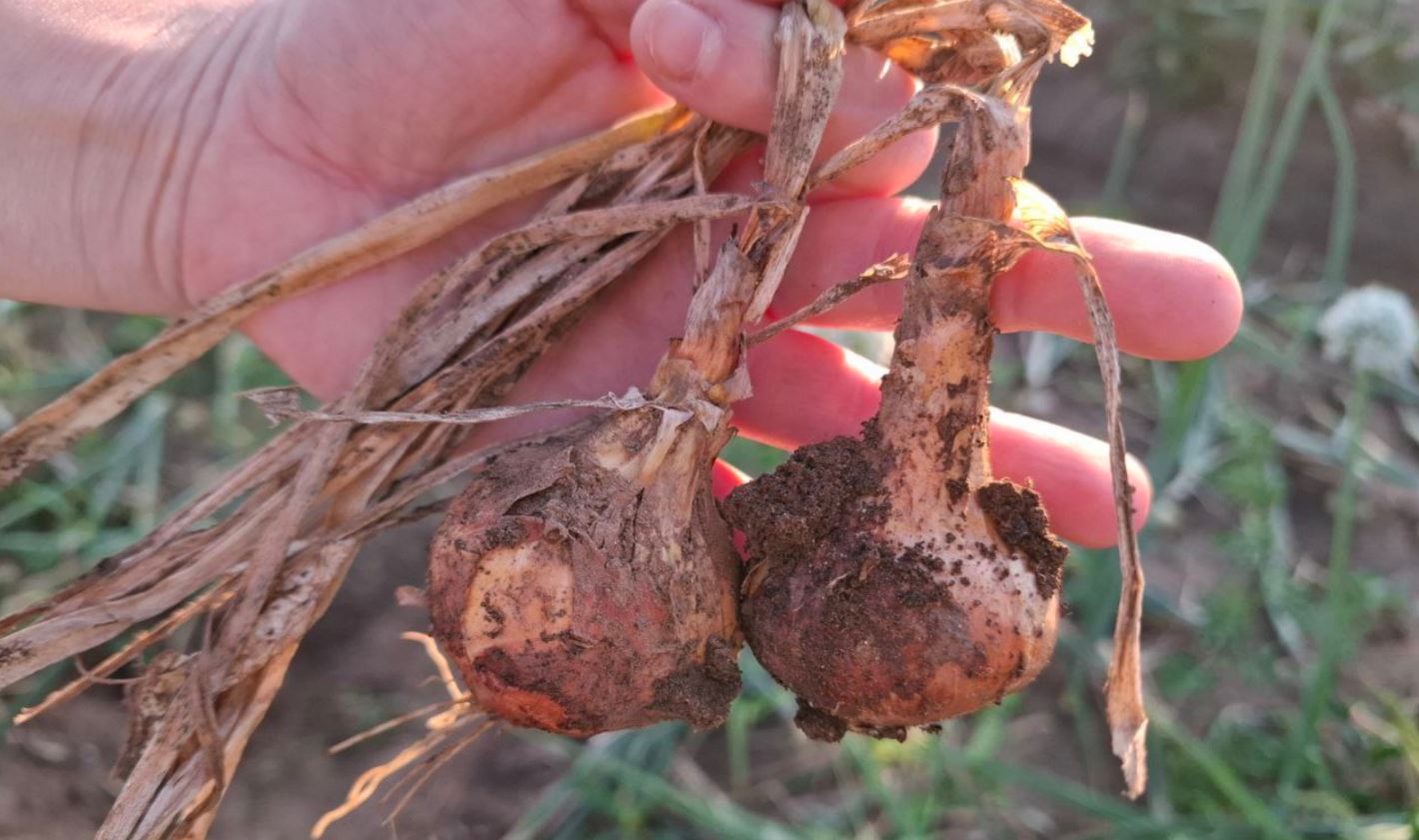 Городовой ру