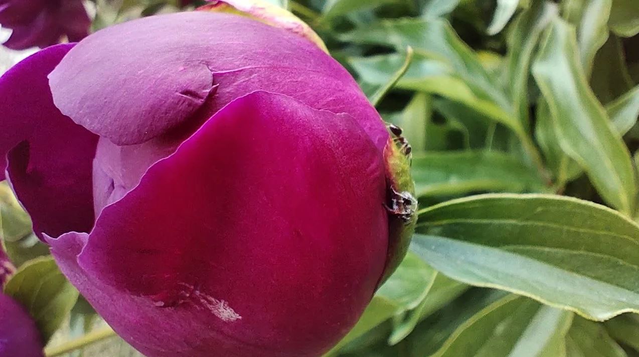 Городовой ру