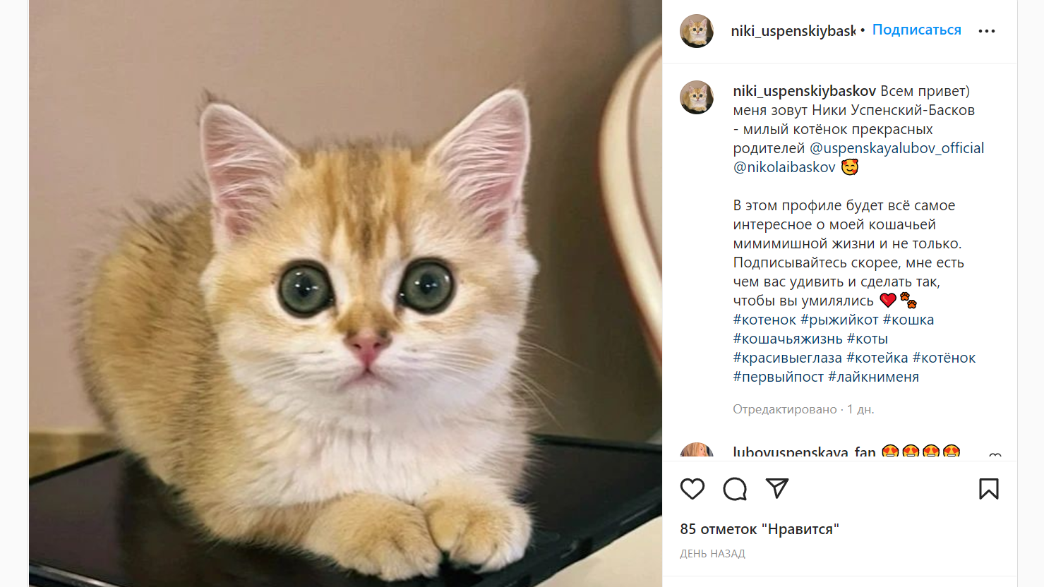 Успенская завела блог от имени кота Николая Баскова - image 1