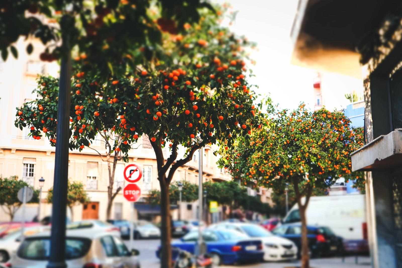 Можно ли есть апельсины, растущие у дорог на курортах Испании, Турции или Италии - image 2