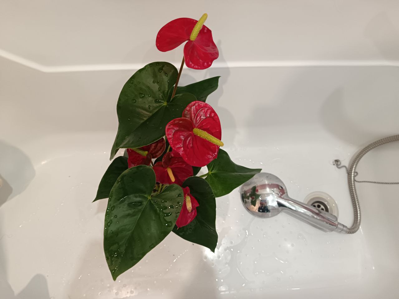 Городовой.ру